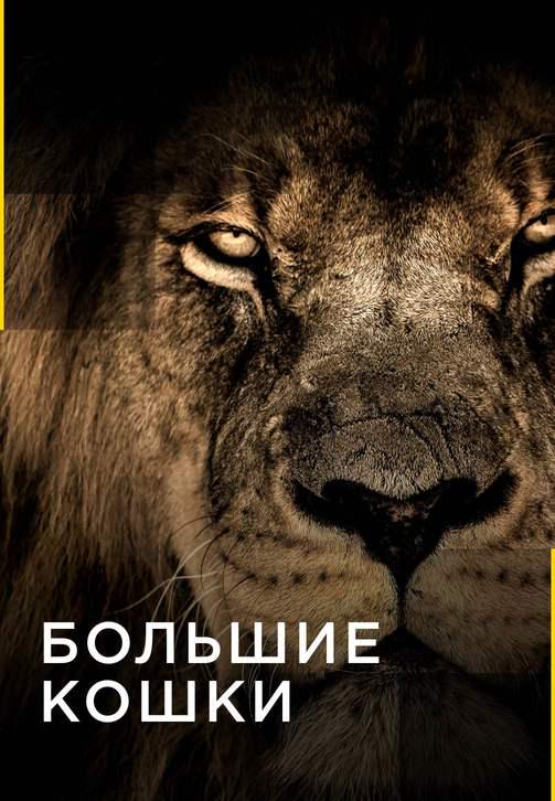 Постер к сериалу Большие кошки 2016